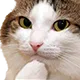 catHMM catHMM
