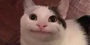 cat_welp