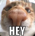 hey