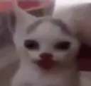 poggywoggt