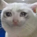 SadCat Discord Emoji