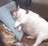 catbonk catbonk