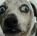 terridog Discord emoji