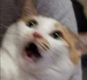 cat_OoO cat_OoO