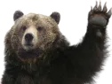BearWave