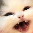 roar