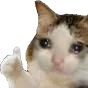 SadCatThumbsUp