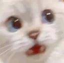 gatosorpresa