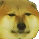 cheemWhat