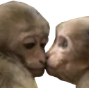 monkeyKiss
