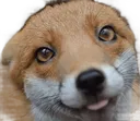 renard
