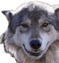 loup