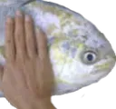patpat2