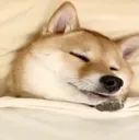a_sleepydoggy