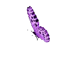 purplebutterflies