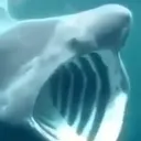 shark_pog shark_pog