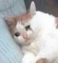 cryingcat3