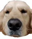 UDUdogbruh