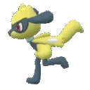riolu
