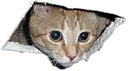 gatotecho