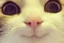 kitty_woah