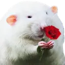 ratrose