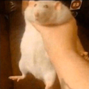 Rat Discord emoji
