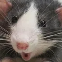 pogglesrat