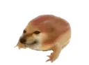 fromg