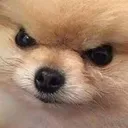 AngryBoi
