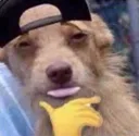 fdoggo