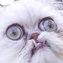 MajesticCat MajesticCat