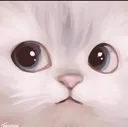 CatStare