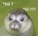 CAT_hagi Discord Emoji
