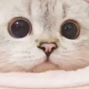 kiblook kiblook