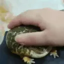 froge_pet froge_pet