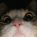 supcat_esc Discord Emoji