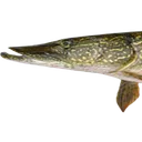 fish1