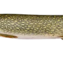 fish2