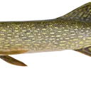 fish3