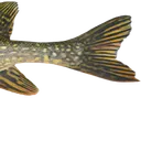fish4