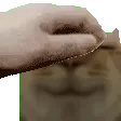 brungpet