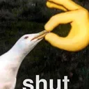 shut shut