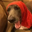 Babushka