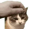 rorypet
