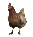 a_chicken Discord emoji