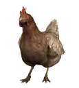 a_chicken