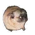 pugvibin