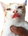 CatWatermelon CatWatermelon