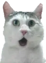 CatPog